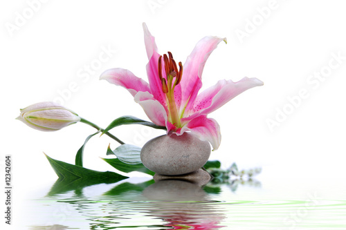 Fototapeta Naklejka Na Ścianę i Meble -  Reflet de bouquet de lys