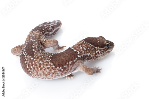 Jungle Male Fattailed Gecko (Het. Albino) photo