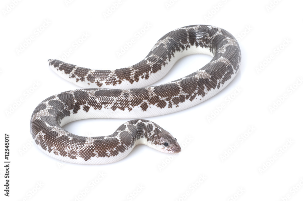 Anery Kenyan Sand Boa Anery Kenyan Sand Boa