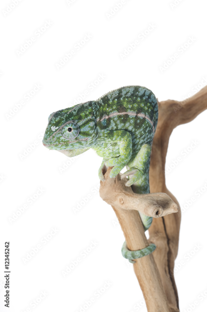 Naklejka premium Carpet Chameleon