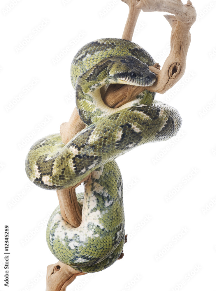 Fototapeta premium Madagascar Tree Boa