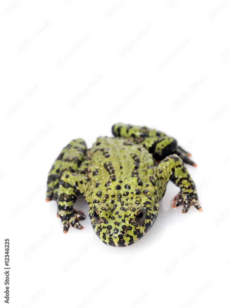 Obraz premium Fire Belly Toad