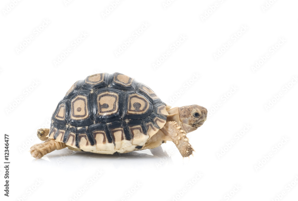 Obraz premium Leopard Tortoise