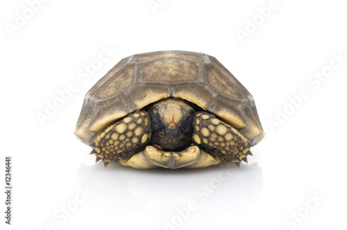 Yellowfoot Tortoise hiding in shell
