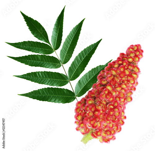 Staghorn Sumac