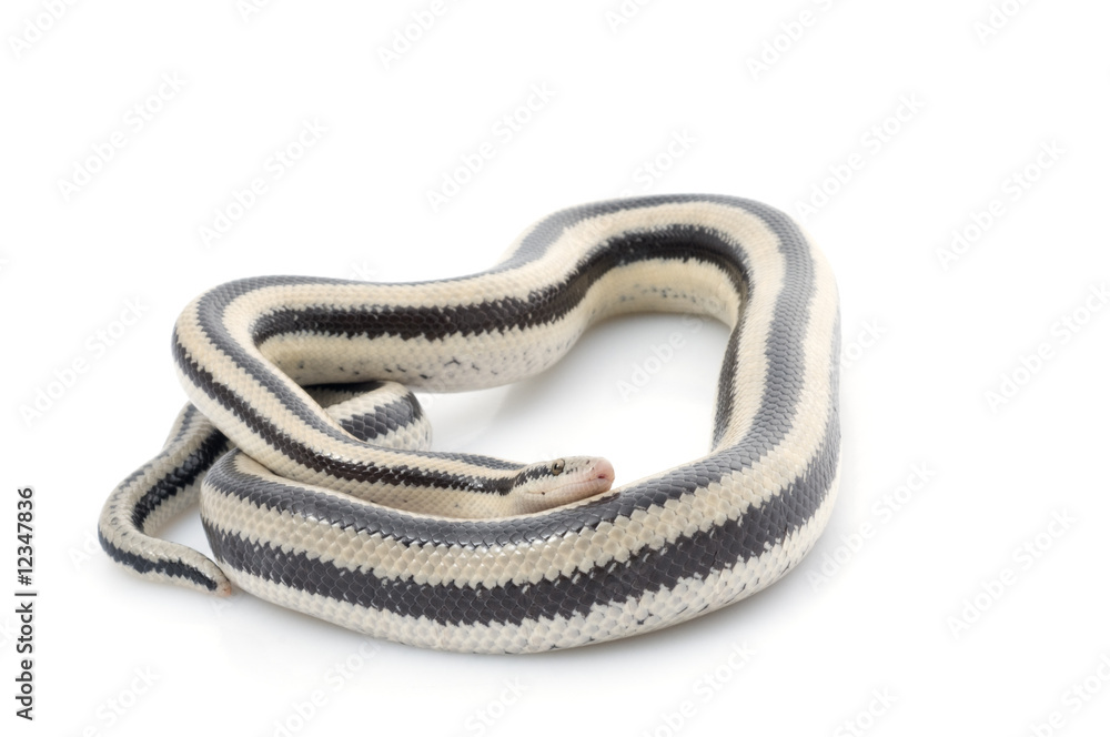 San Ignacio Rosy Boa San Ignacio Rosy Boa