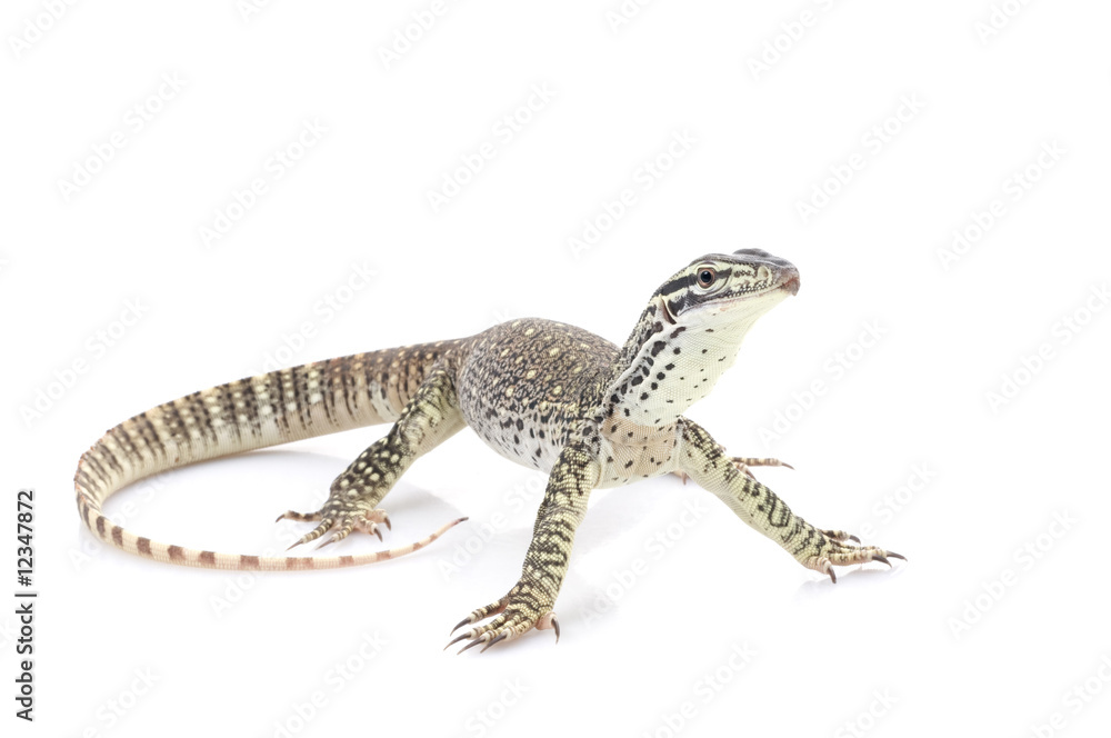 Naklejka premium Argus Monitor