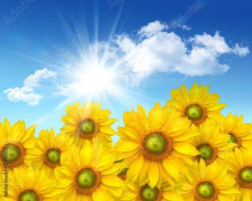 Big sunflowers against a  blue summer sky