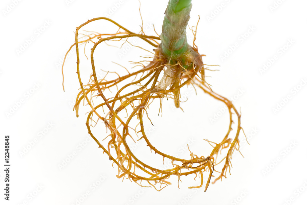 Bambus Wurzel StockFoto Adobe Stock