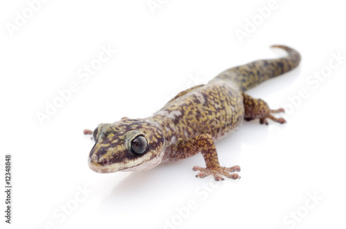 Oedura Monilis Gecko