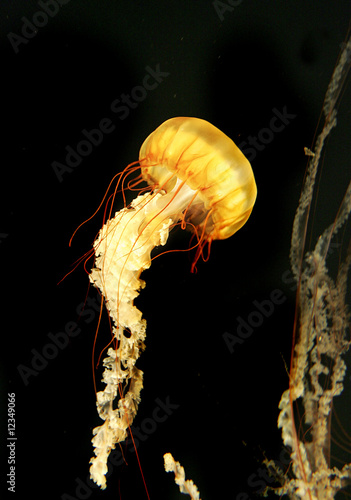 giant orange jellyfish #12349066