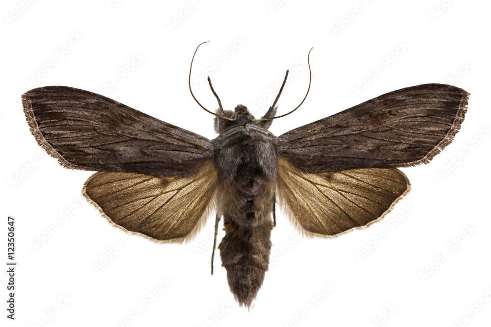Obraz premium Shark Moth