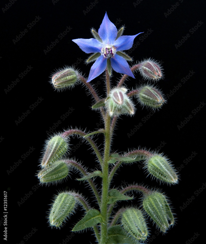 Boresch, Borretsch StockFoto Adobe Stock