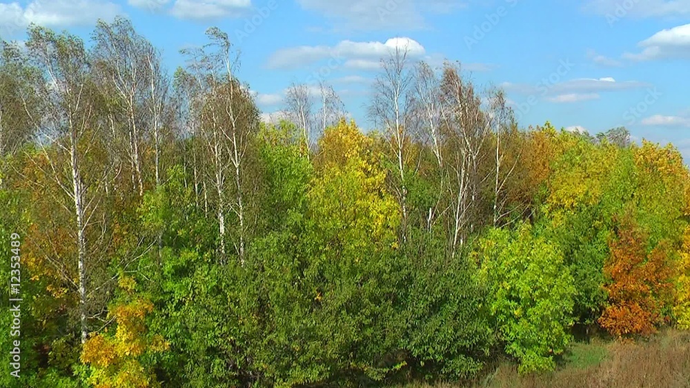 Windy trees in September Windy trees in September