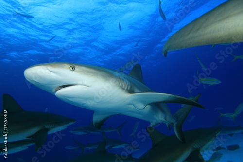 Caribbean Reef Shark (Carcharhinus perezii) © Richard Carey