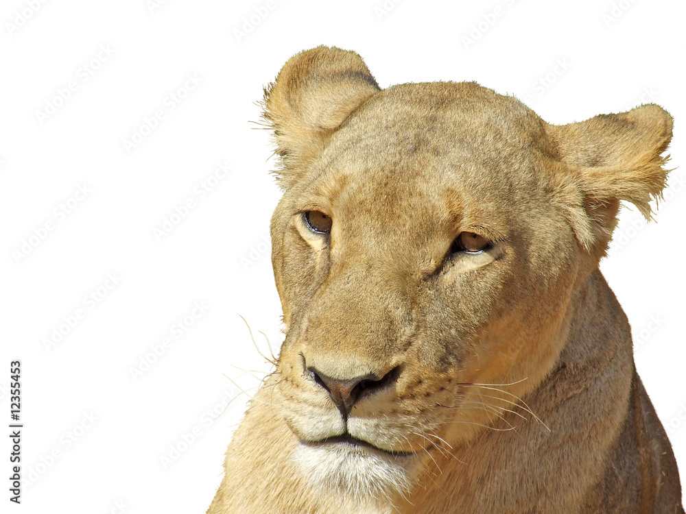 Pensive lioness isolated on white background