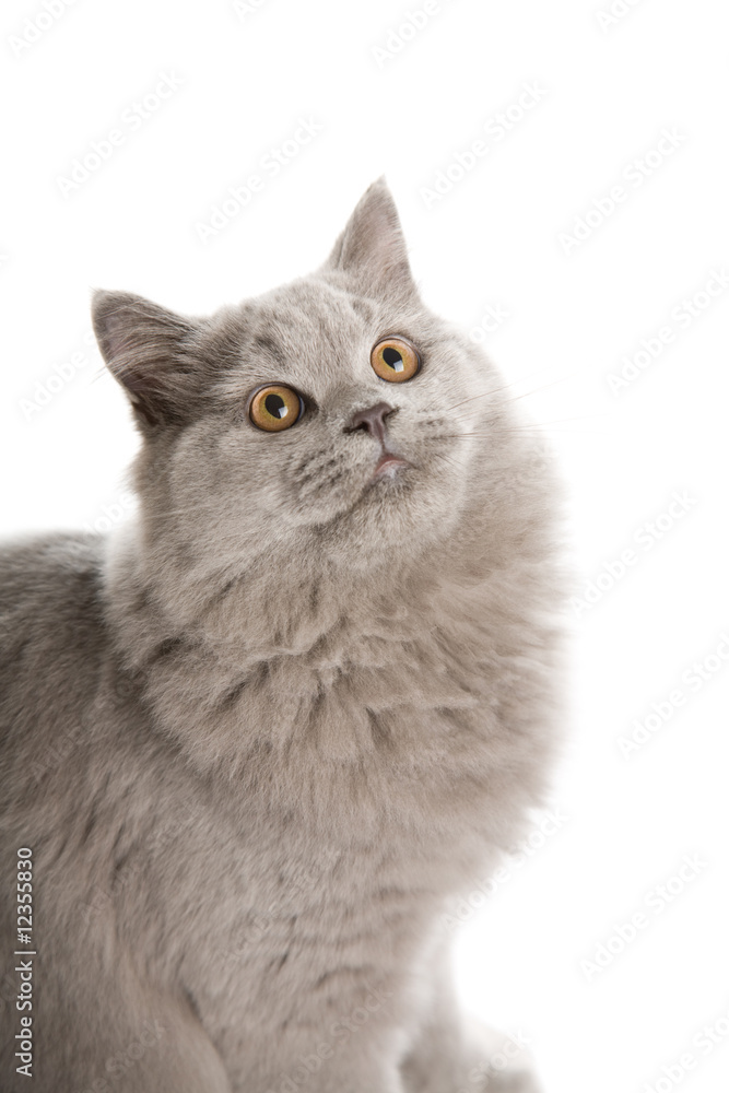 portrait of cute british kitten isolated