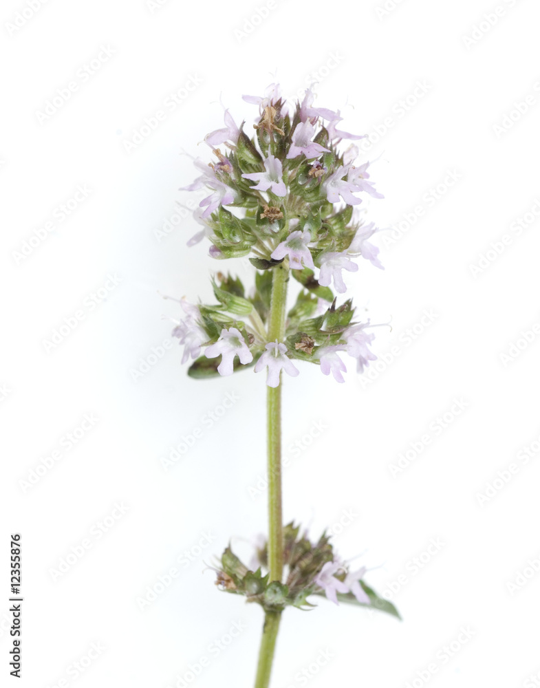 Fototapeta premium Thymian