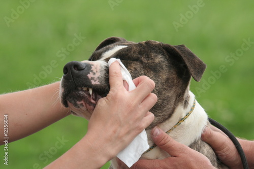 soin des yeux de l'american staffordshire en gros plan photo