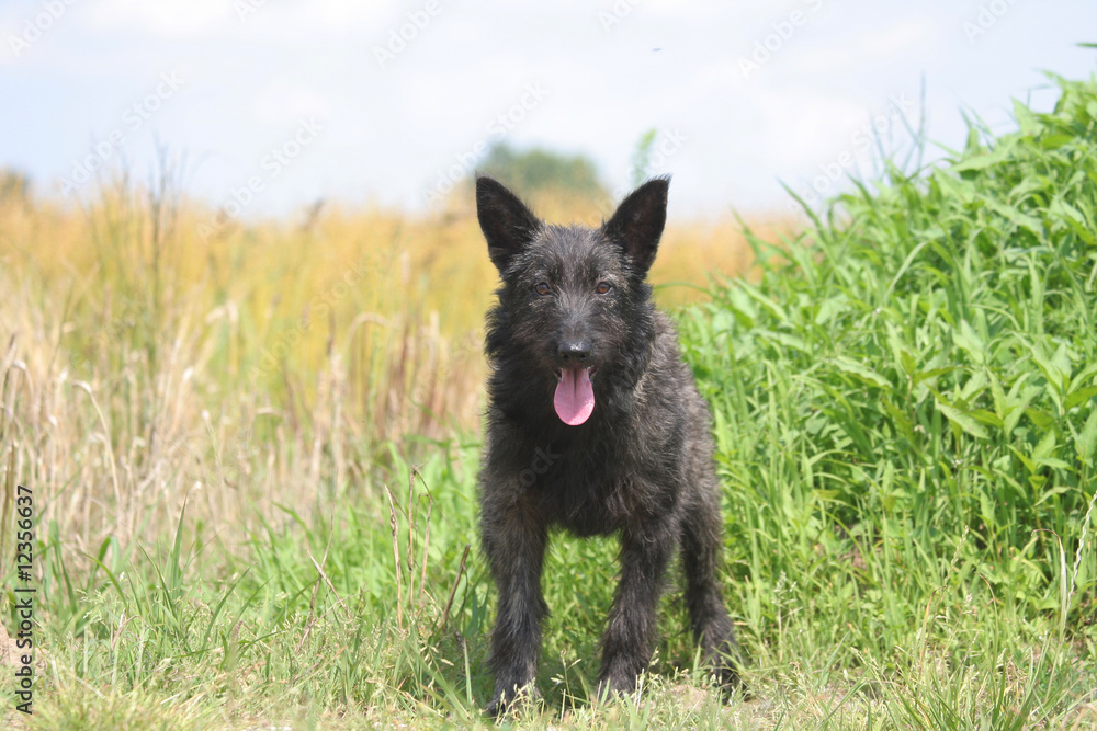 bouvier des ardennes en promenade dans la nature bouvier des ardennes en promenade dans la nature