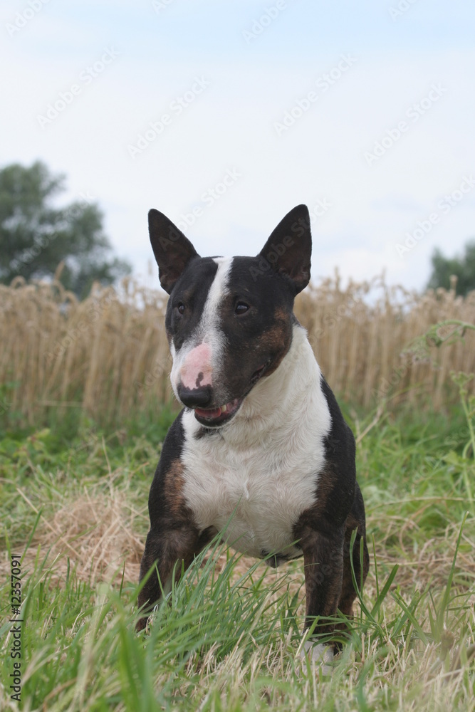 Bull terrier miniature de face à l'écoute Bull terrier miniature de face à l'écoute