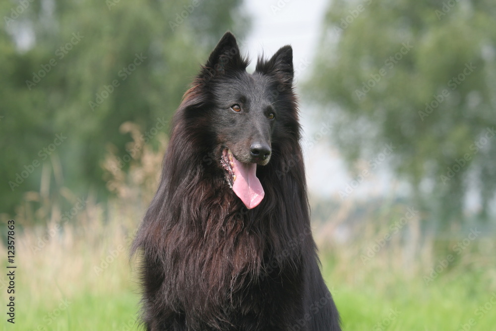 berger belge groenendael de face, portrait,trois quart berger belge groenendael de face, portrait,trois quart