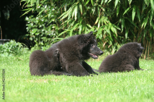 deux bébés chiots gronendael ensemble © Dogs