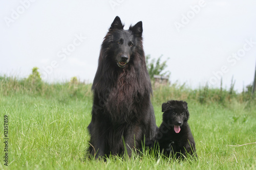 chien et chiot gronendael assis ensemble photo