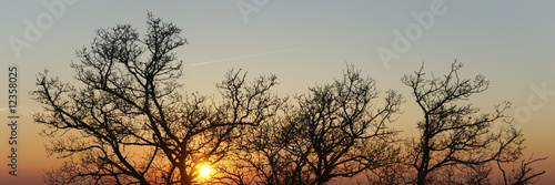 branches et soleil © Photo Passion