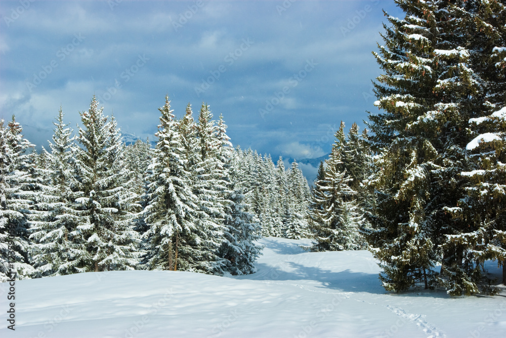 Fir trees on winter mountain