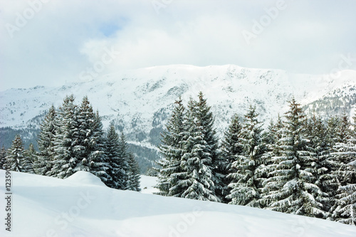 Fir trees on winter mountain