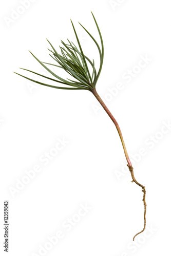 Pine Tree Sprout; studio isolated on white