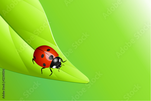 Ladybug on a leaf