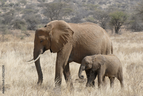 The African Bush Elephant  Loxodonta africana 