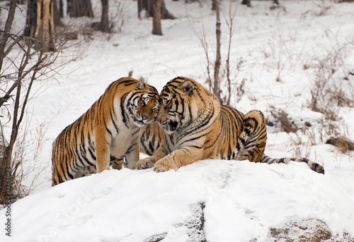 Siberian Tiger Couple © Andrea Poole