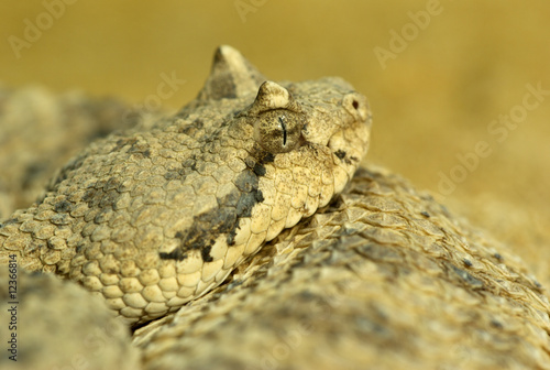 Seitenwinder Klapperschlange