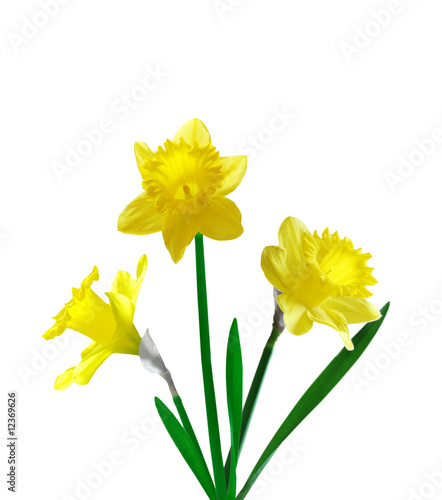 Three yellow Daffodils