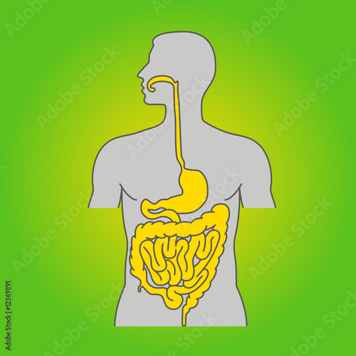 digestive system