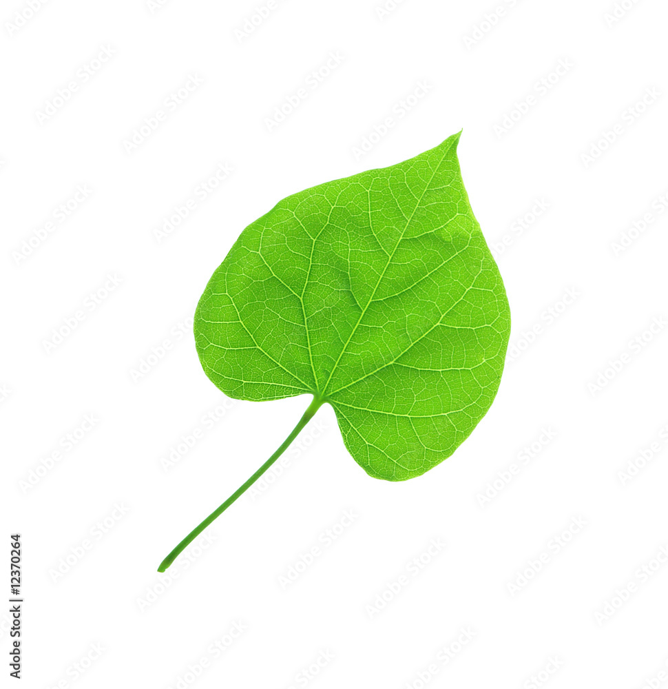 Obraz premium Leaf Bud