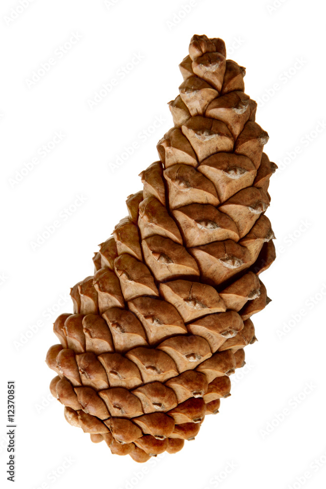 Pinecone Pinecone