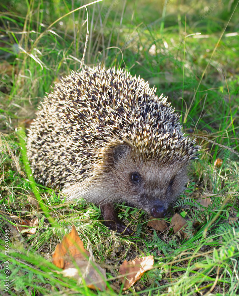 hedgehog on the green background hedgehog on the green background