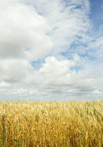 wheat field over the sky background