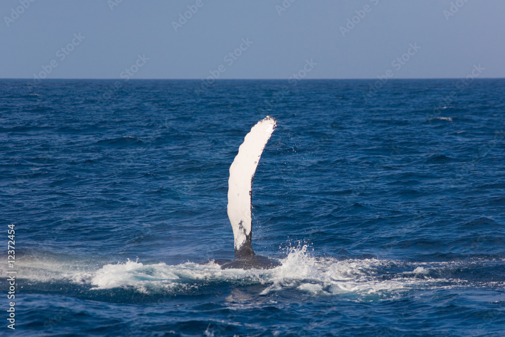 Fototapeta premium ザトウクジラの胸びれ