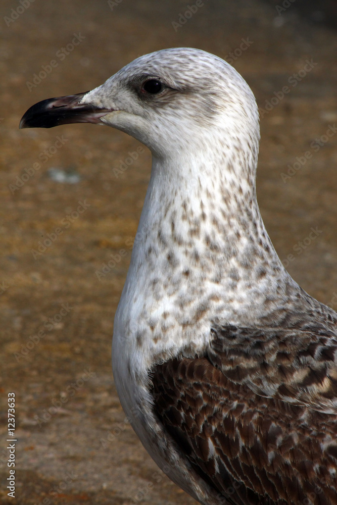 Side profile of a juvenile Yellow-Legged Gull Side profile of a juvenile Yellow-Legged Gull