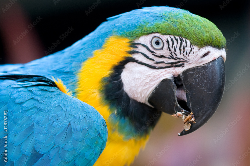 Blue and Gold Parrots 2
