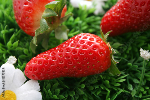 frische erdbeeren
