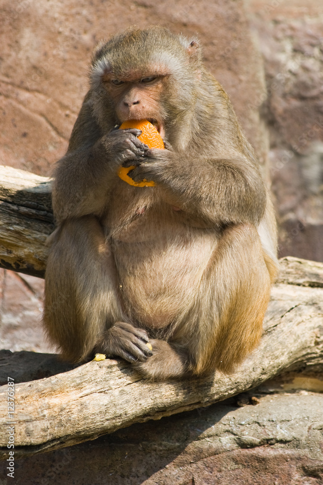 Rhesus monkey eating orange