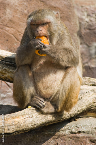 Rhesus monkey eating orange © Colette