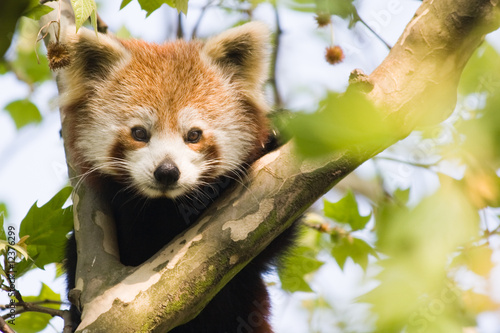 Photos Curious red panda