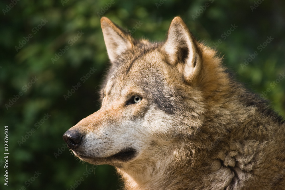 European grey wolf